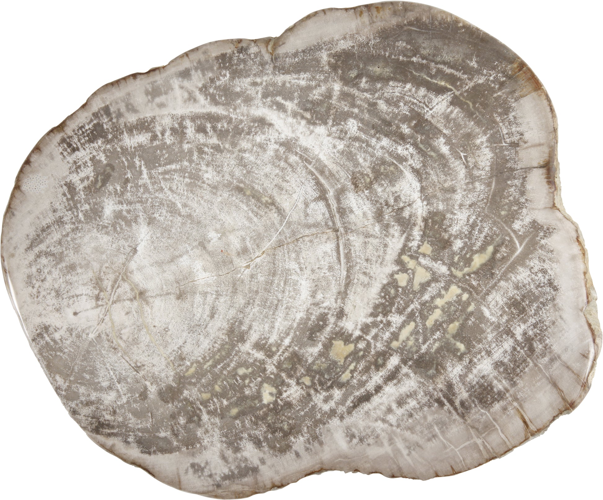 Holzscheibe mit Jahresringen.