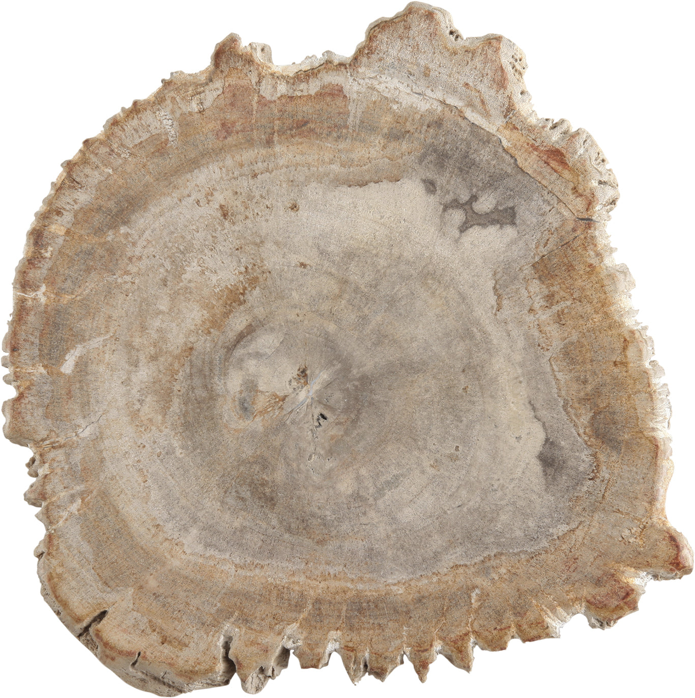 Baumscheibe mit Jahresringen, Holzstruktur.