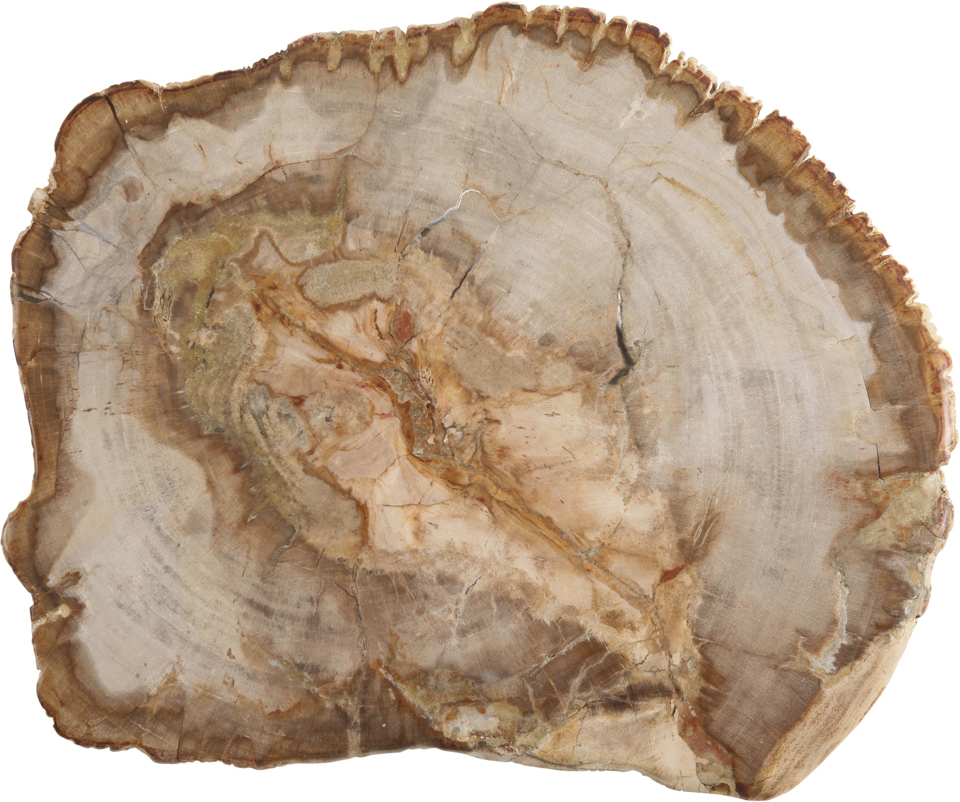 Holzscheibe mit Jahresringen.