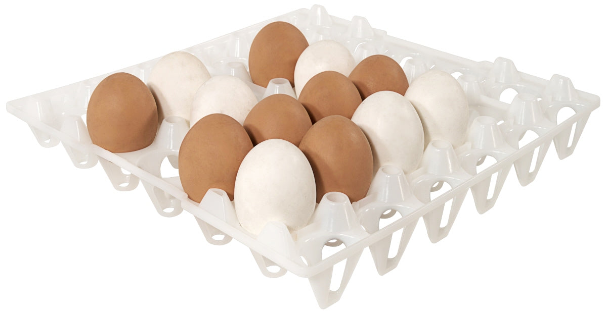 Eier in Plastik-Eierkarton.